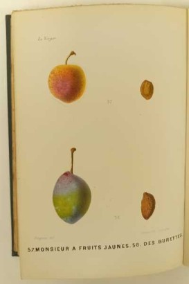 Le Verger ou histoire, culture et description avec planches coloriées des variétés de fruits les plus généralement connues. Tome VI: Prunes
