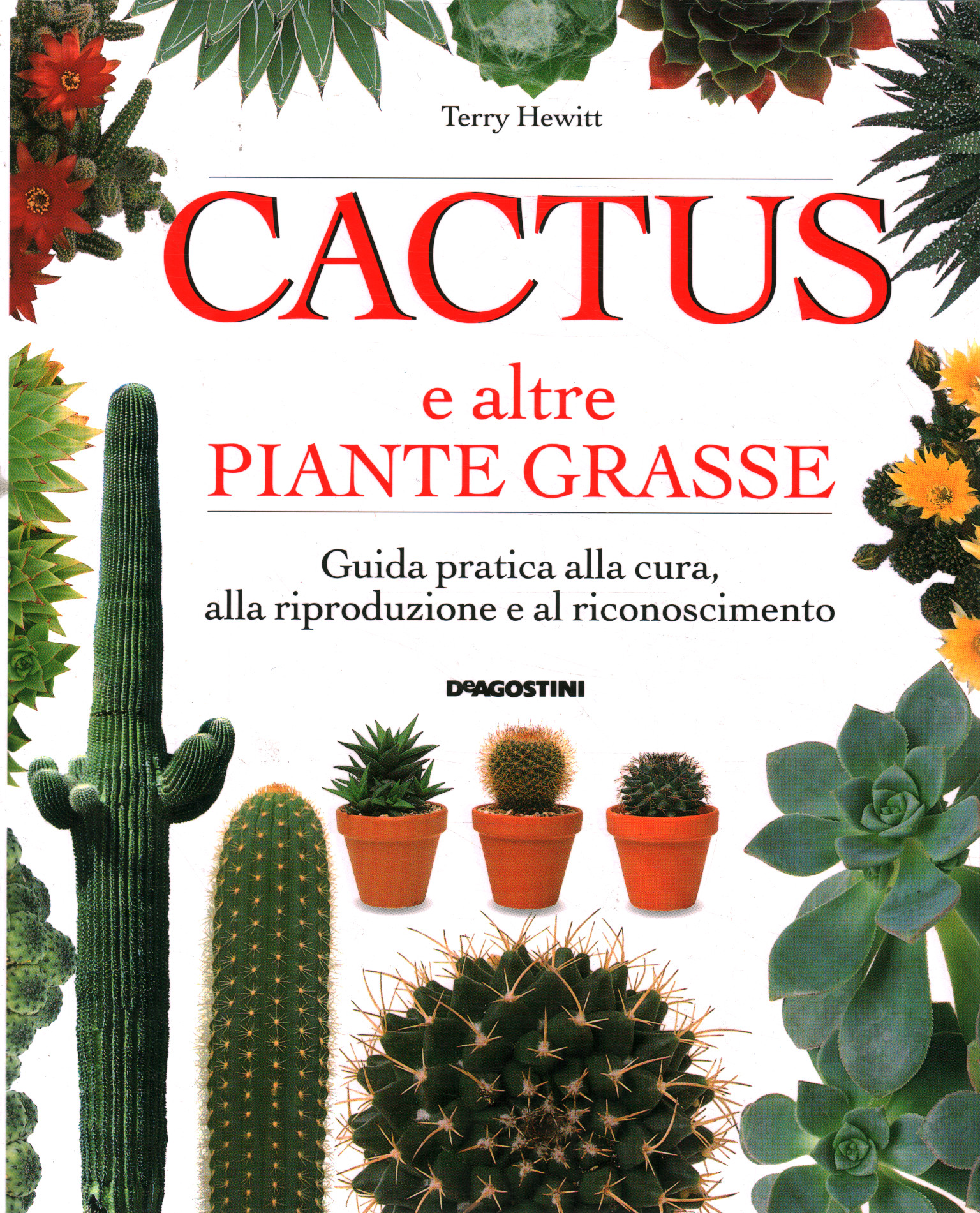 Cacti and other succulents