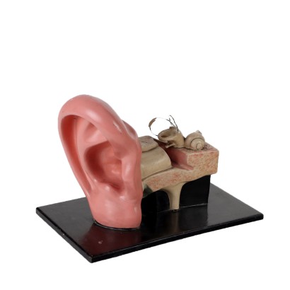 antiques, objects, antique objects, ancient objects, ancient Italian objects, antique objects, neoclassical objects, objects from the 19th century, Anatomical Model of the Ear%, Anatomical Model of the Ear