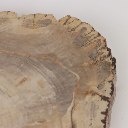 Fossil Wood Slab