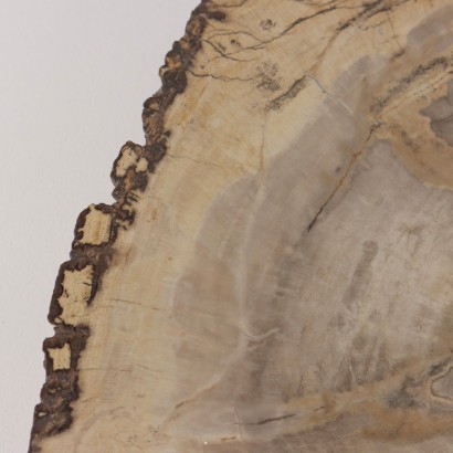 Fossil Wood Slab