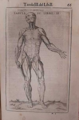 Anatomie du corps humain, Anatomie du corps humain par John