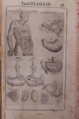 Anatomia del corpo umano,Anatomia del corpo humano di Giovanni