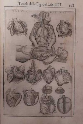 Anatomy of the human body, Anatomy of the human body by John