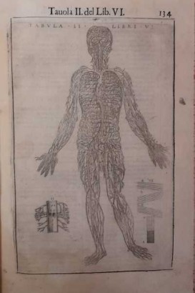 Anatomie du corps humain, Anatomie du corps humain par John