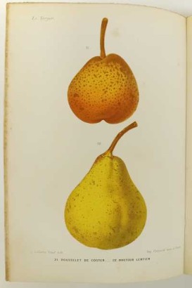 Le Verger ou histoire, culture et description avec planches coloriées des variétés de fruits les plus généralement connues. Tome III, Première partie: Poires d'automne