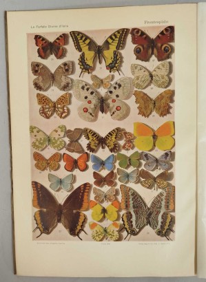 Las mariposas diurnas de Italia