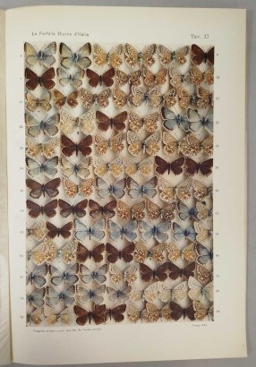 Las mariposas diurnas de Italia