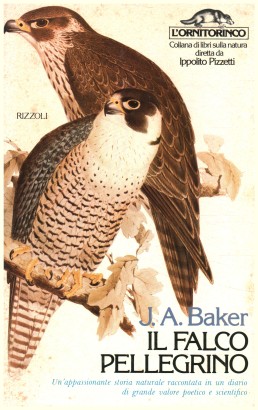 Il falco pellegrino