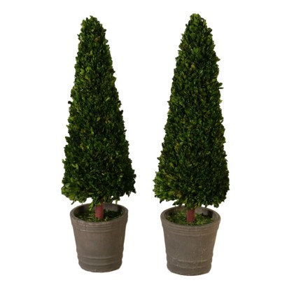 Pair of Saplings