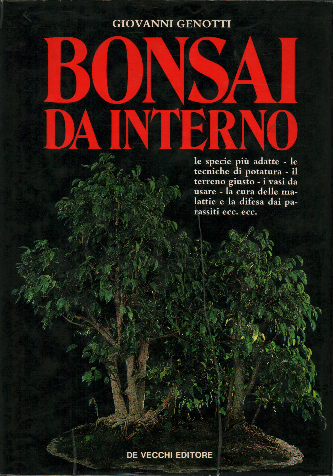 Bonsai da interno, s.a.