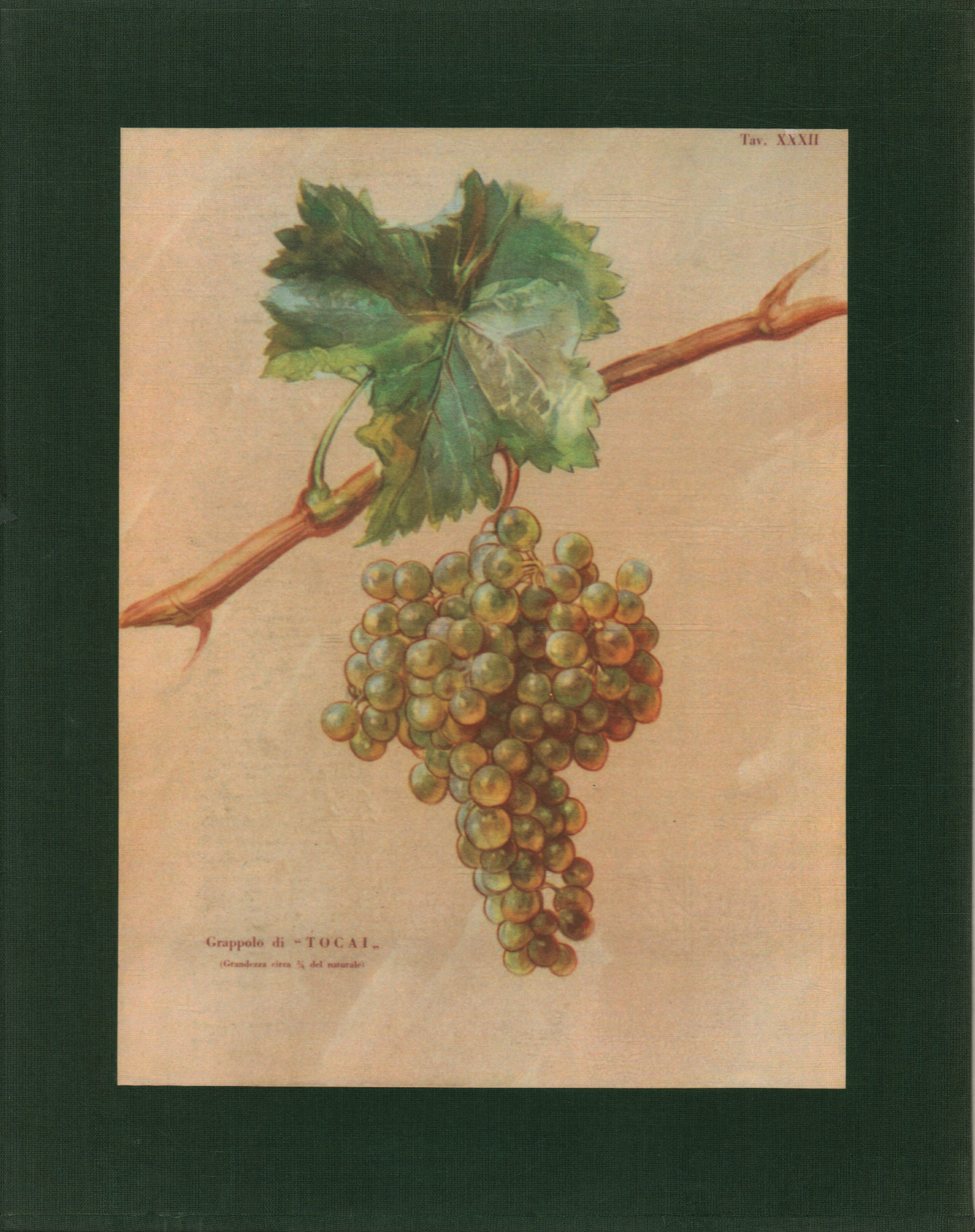 Of the vines in Friuli, Antonio Calò Angelo Costacurta