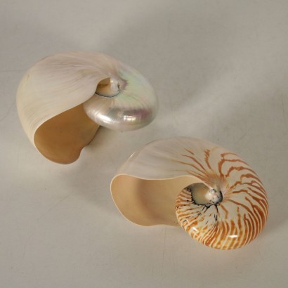 modernariato, modernariato di design, oggetti decorativi, oggetti decorativi modernariato, oggetti decorativi di modernariato, oggetti decorativi italiani, oggetti decorativi vintage, oggetti decorativi anni '60, oggetti decorativi design anni 60,Coppia di Conchiglie Marine