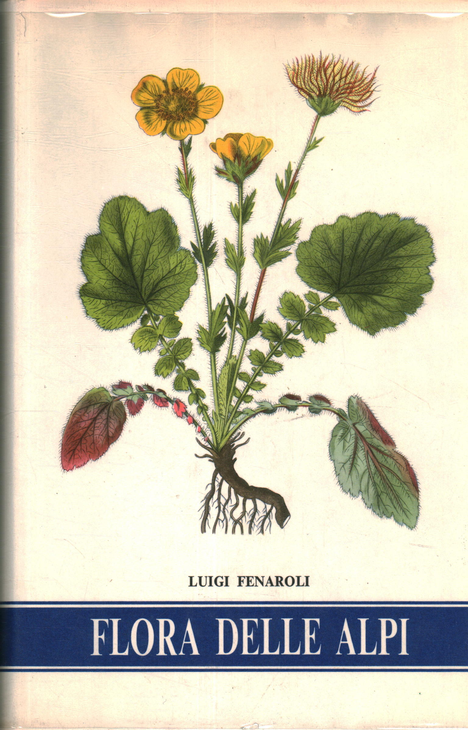 Flora de los Alpes, Luigi Fenaroli