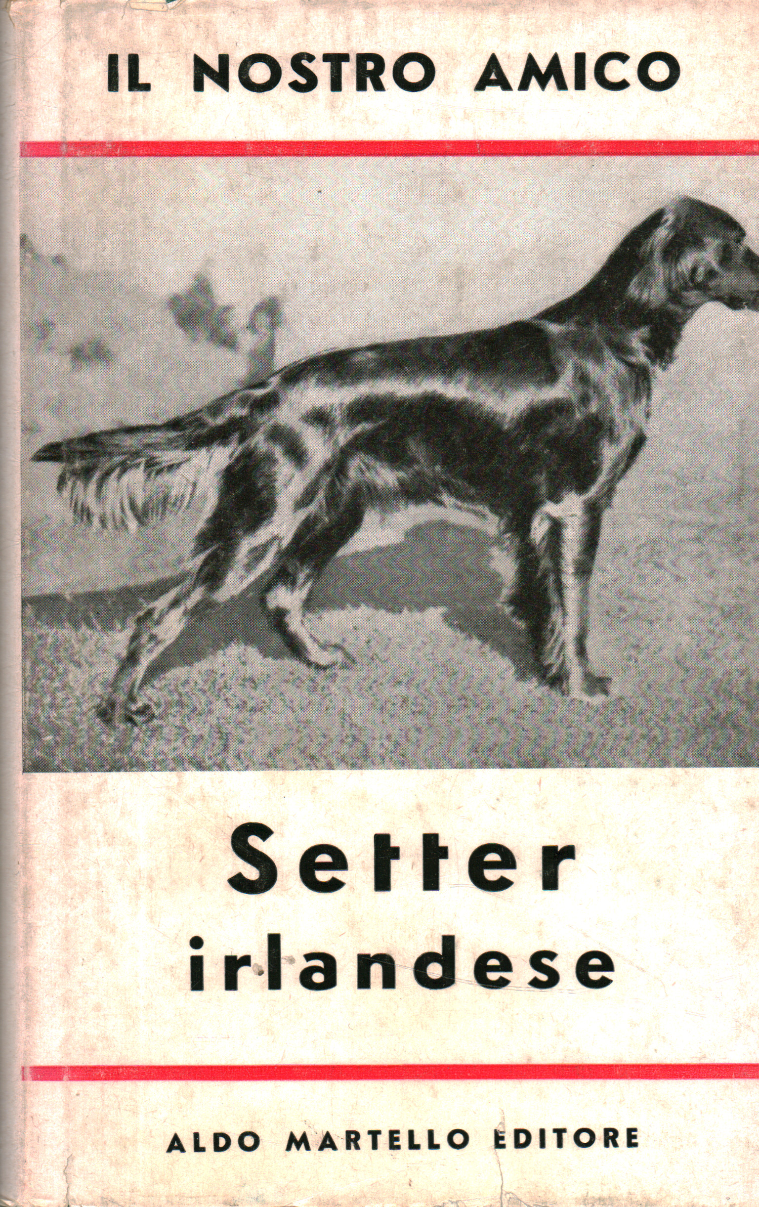 Our friend the Irish Setter
