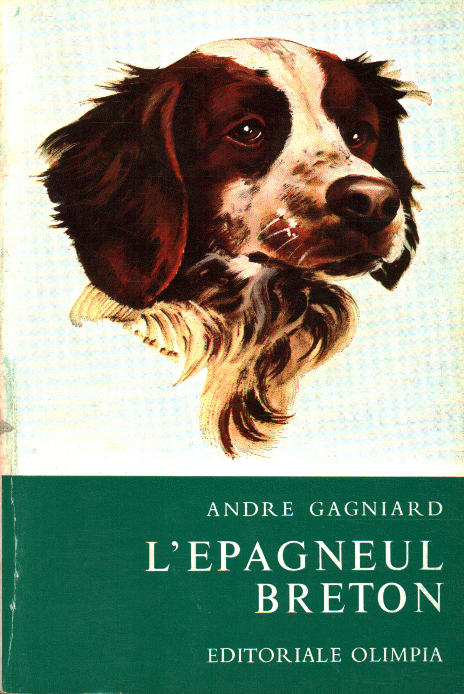 The Breton spaniel. Dog from%2,The Breton Spaniel. Dog from%2