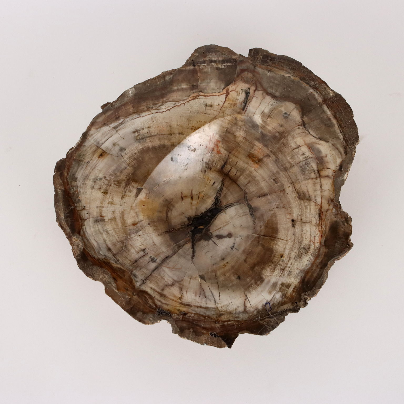 Svuotatasche in Legno Fossile  Antiquariato Oggetti antichi in legno