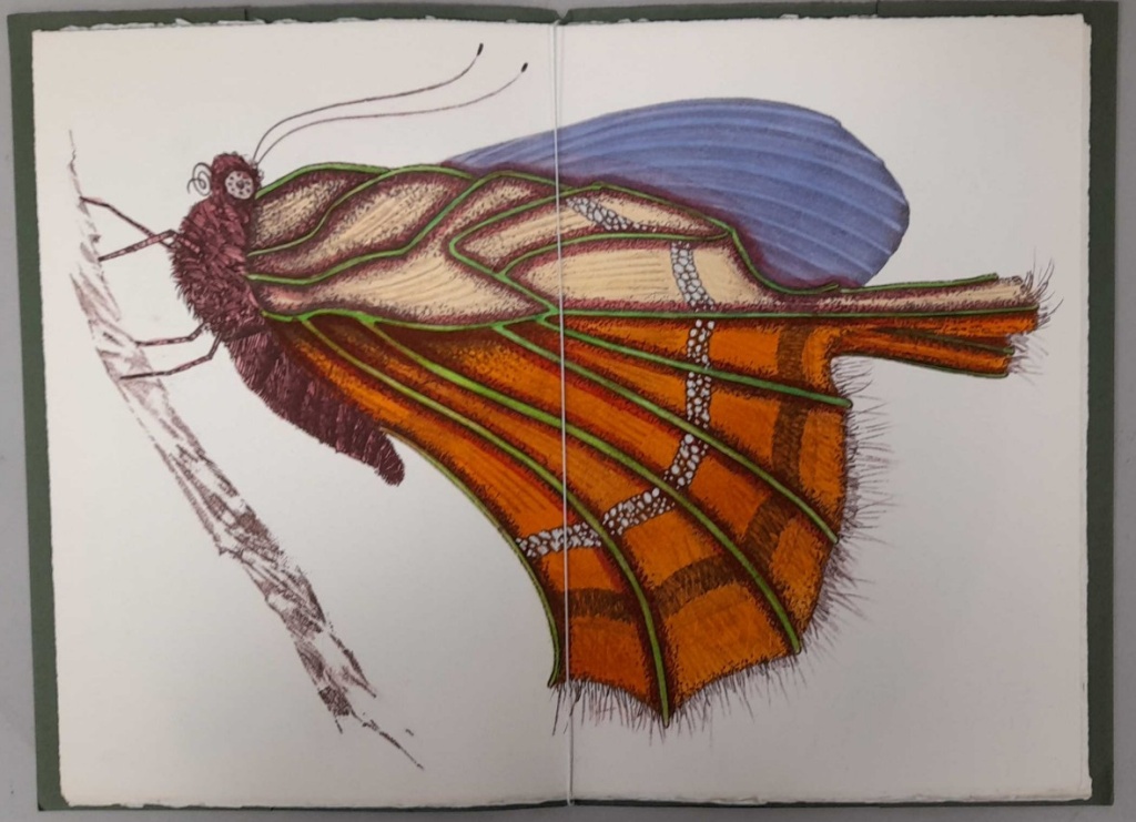 Regalo di natale libro Farfalle Fantasiose